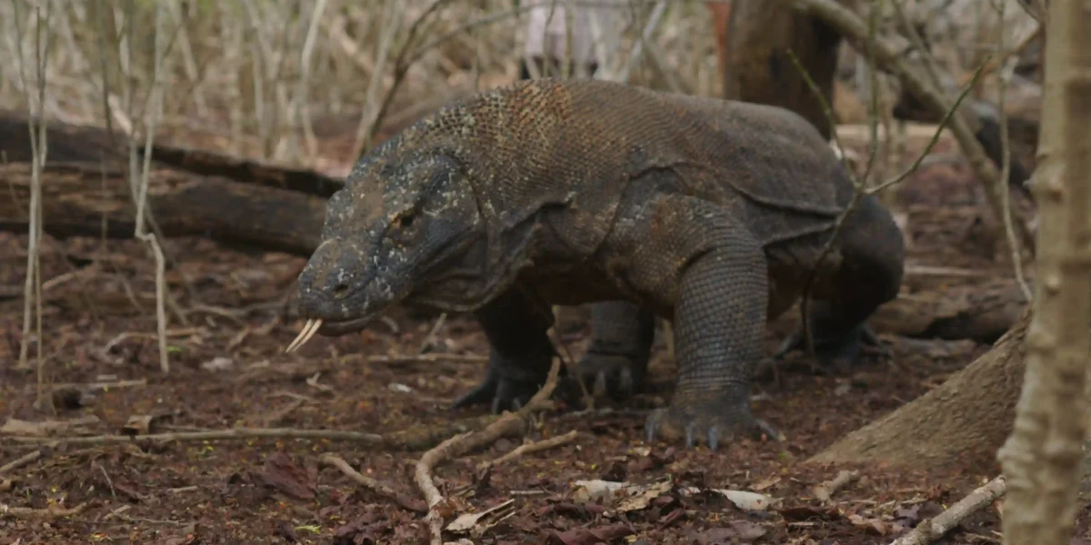 Komodowaran Komodo Luxury