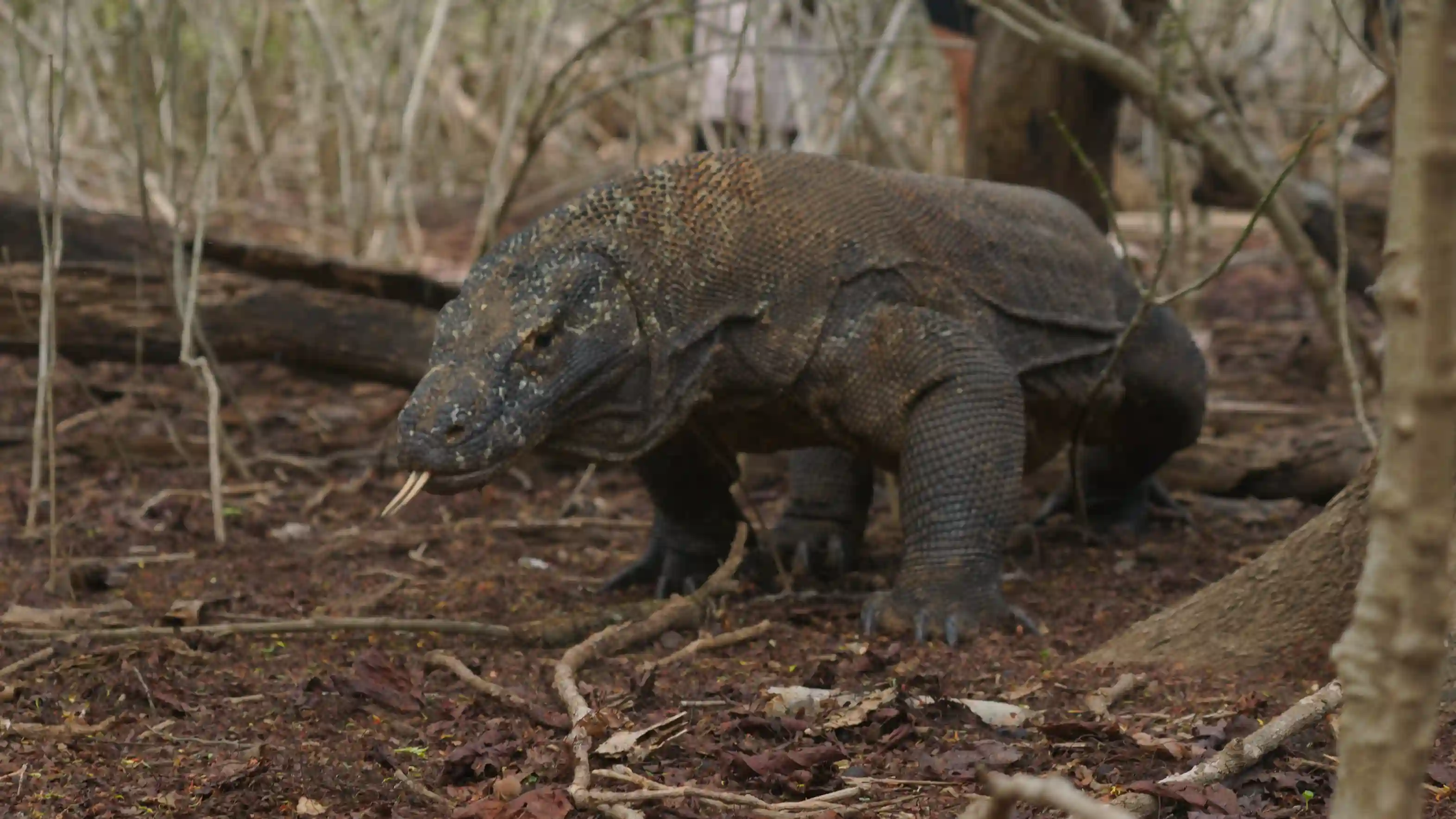 Komodowaran Komodo Luxury