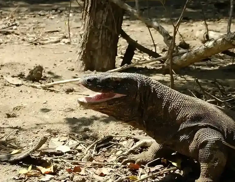 Komodowaran | Komodo Luxury
