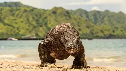 Komodo Island