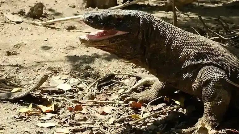 कोमोडो ड्रैगन मुँह | Komodo Luxury