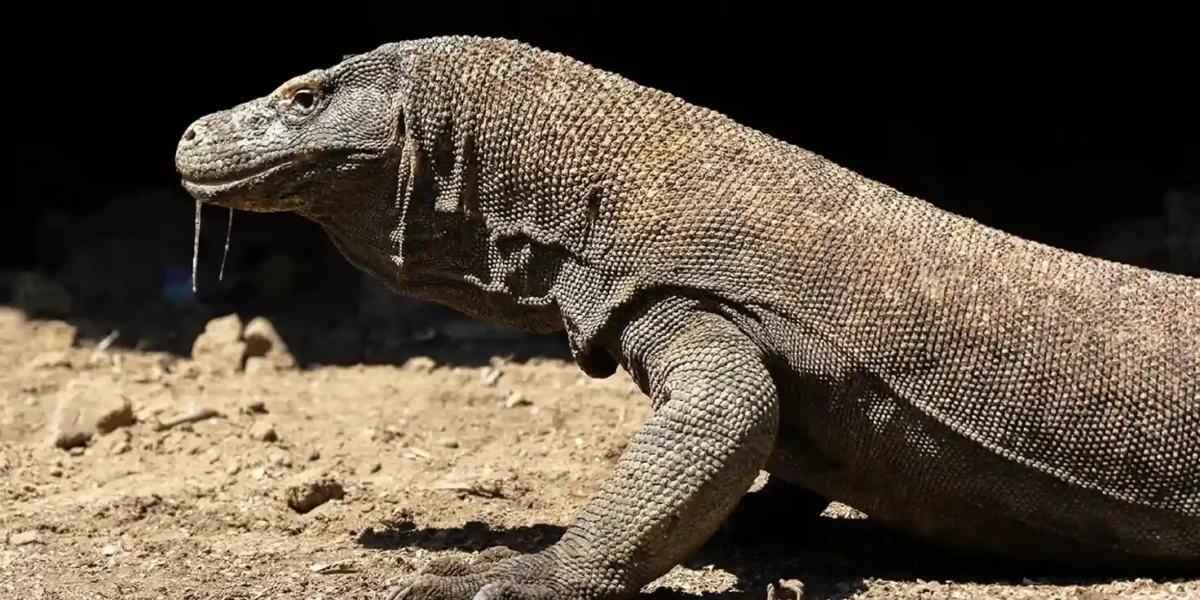 Komodowaran  Komodo-Insel-Tour | Komodo Luxury