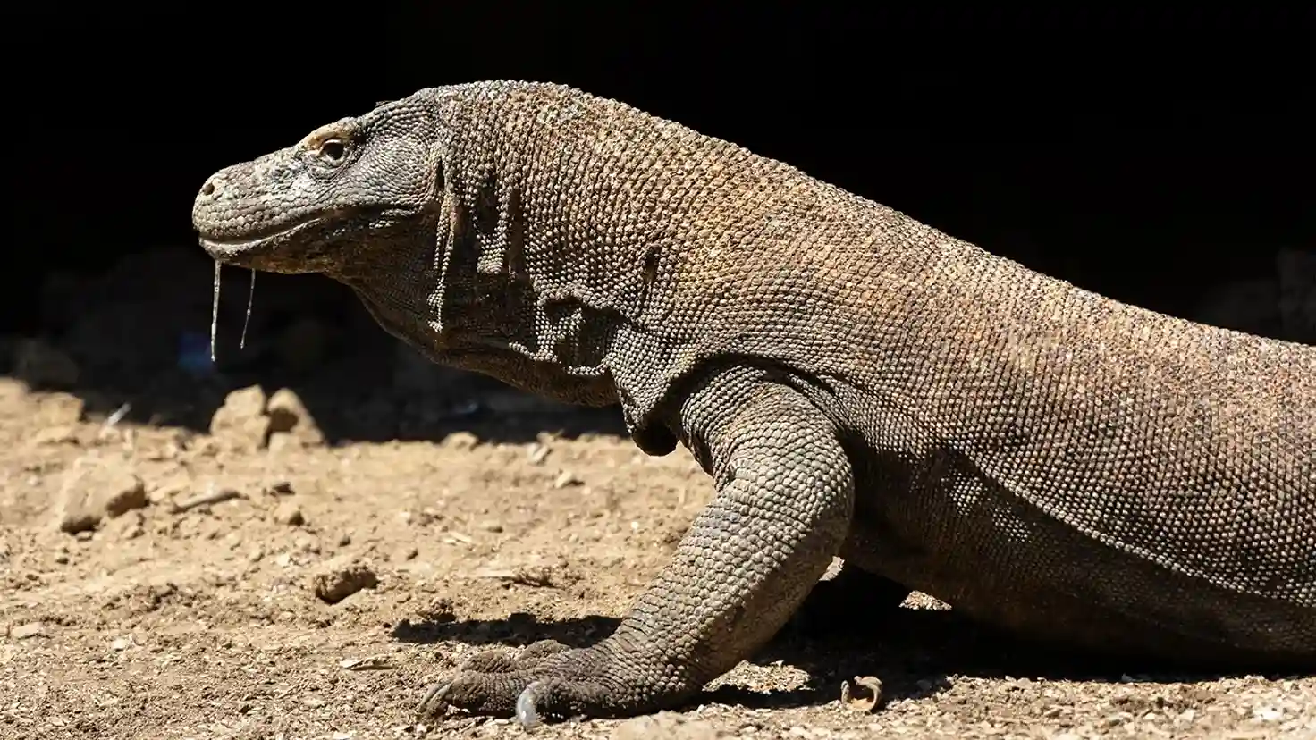 Komodo-sárkány | Komodo-szigeti túra | Komodo Luxury
