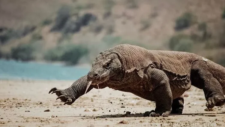 Komodowaran  Komodo-Insel-Tour | Komodo Luxury