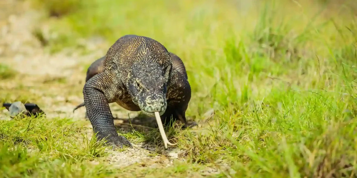 Komodowaran  Komodo-Insel-Tour | Komodo Luxury