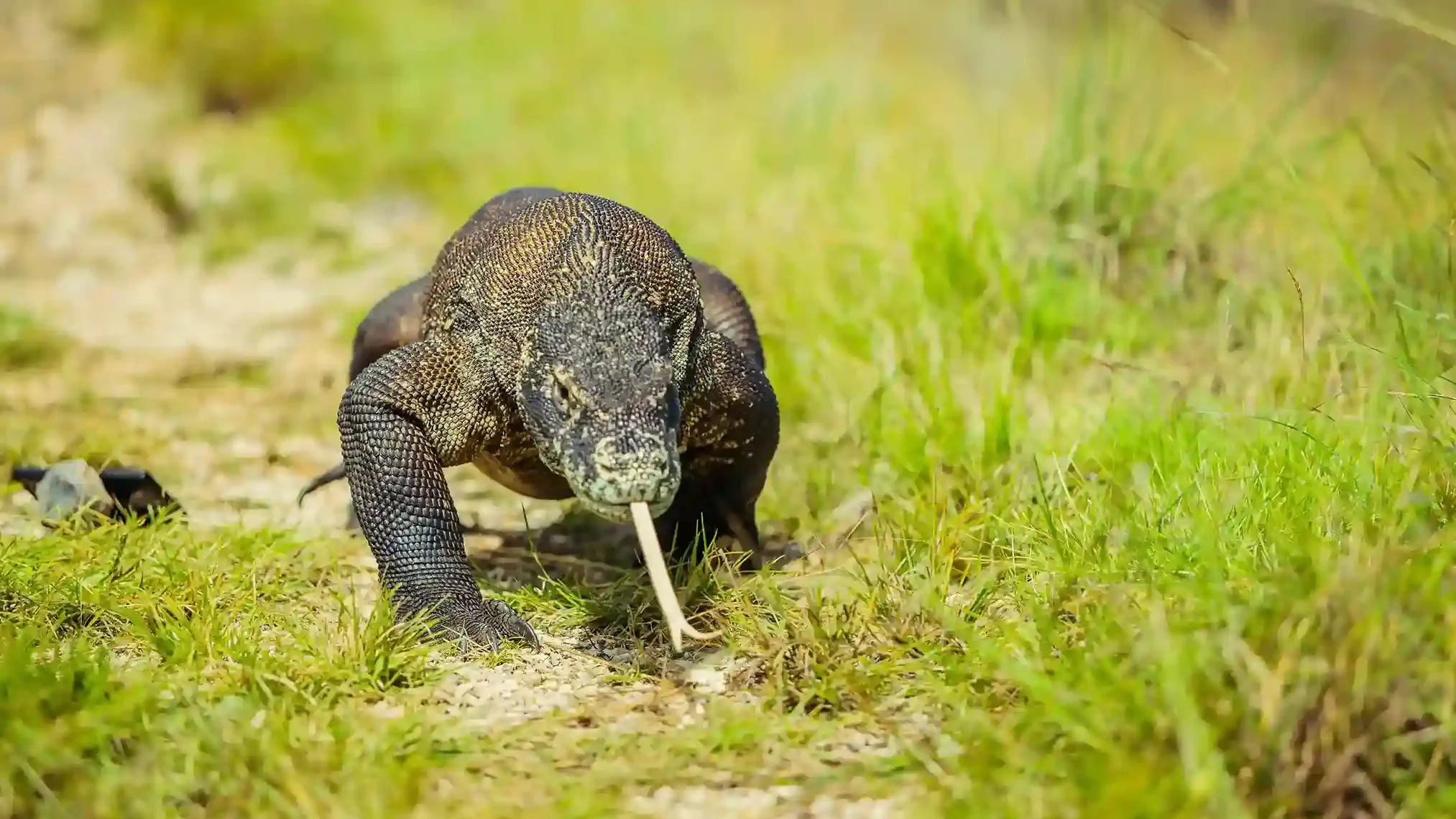 komodo  Pulau Komodo | Komodo Luxury