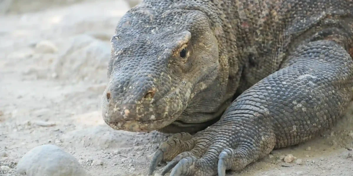 Komodowaran  Komodo-Insel-Tour | Komodo Luxury