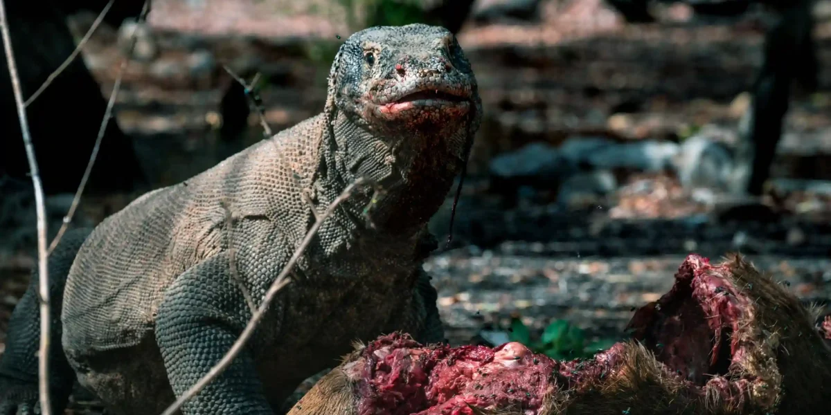 Komodowaran  Komodo-Insel-Tour | Komodo Luxury