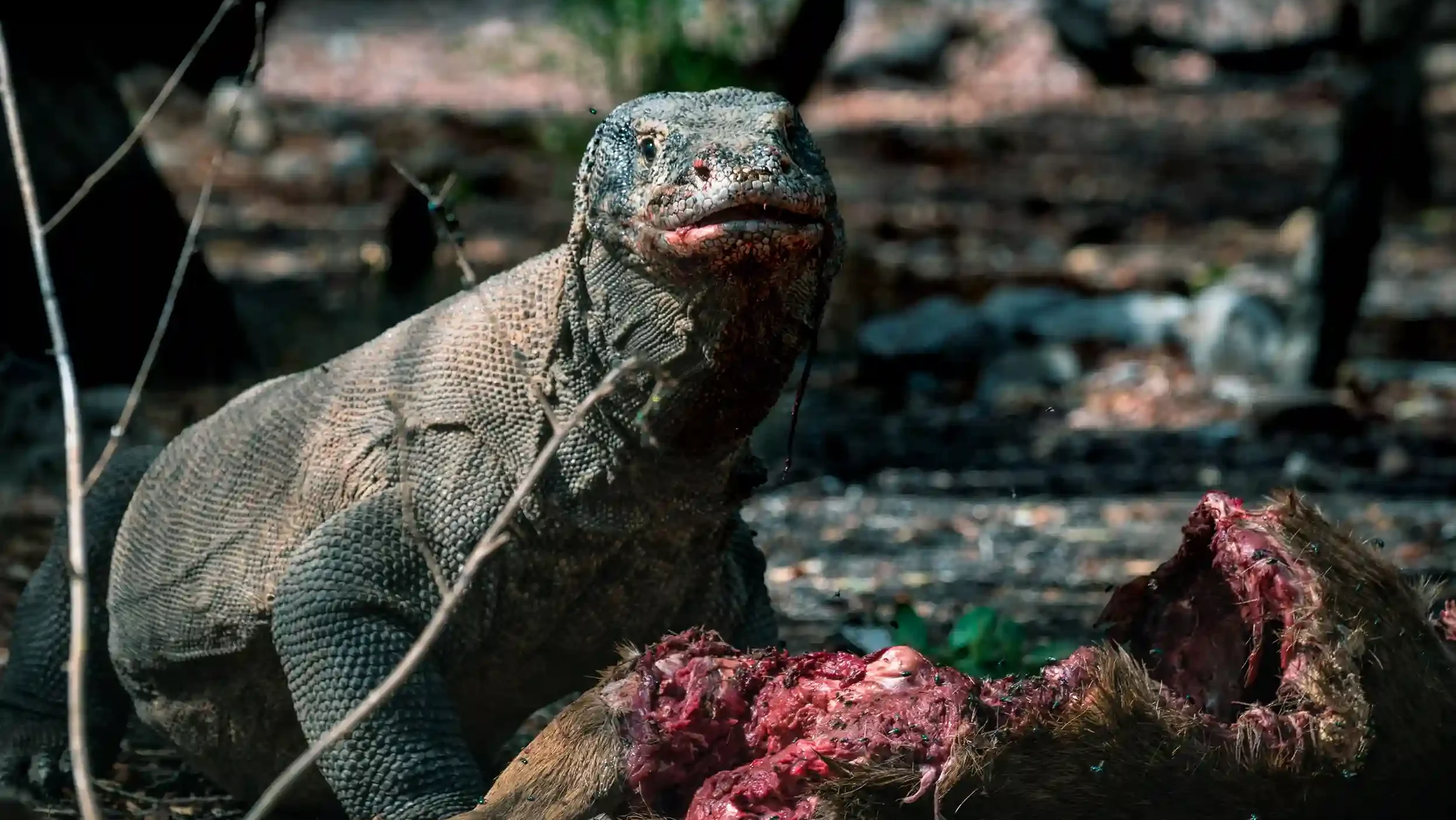 Komodo-sárkány | Komodo-szigeti túra | Komodo Luxury