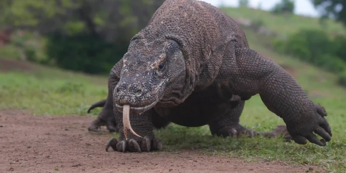 Komodowaran  Komodo-Insel-Tour | Komodo Luxury