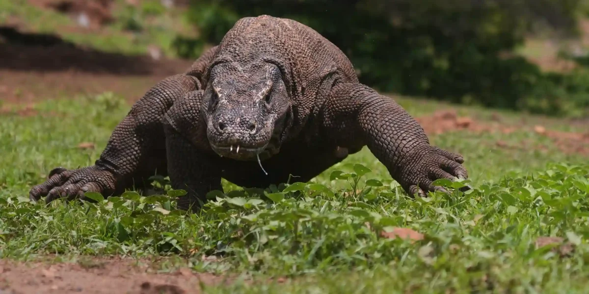 Komodowaran  Komodo-Insel-Tour | Komodo Luxury