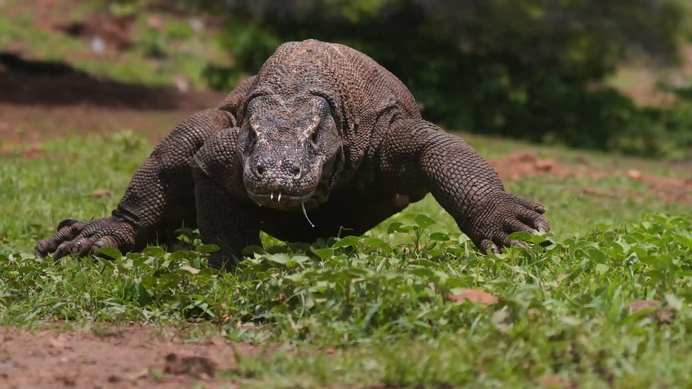 komodovaraan  Komodo eiland | Komodo Luxury