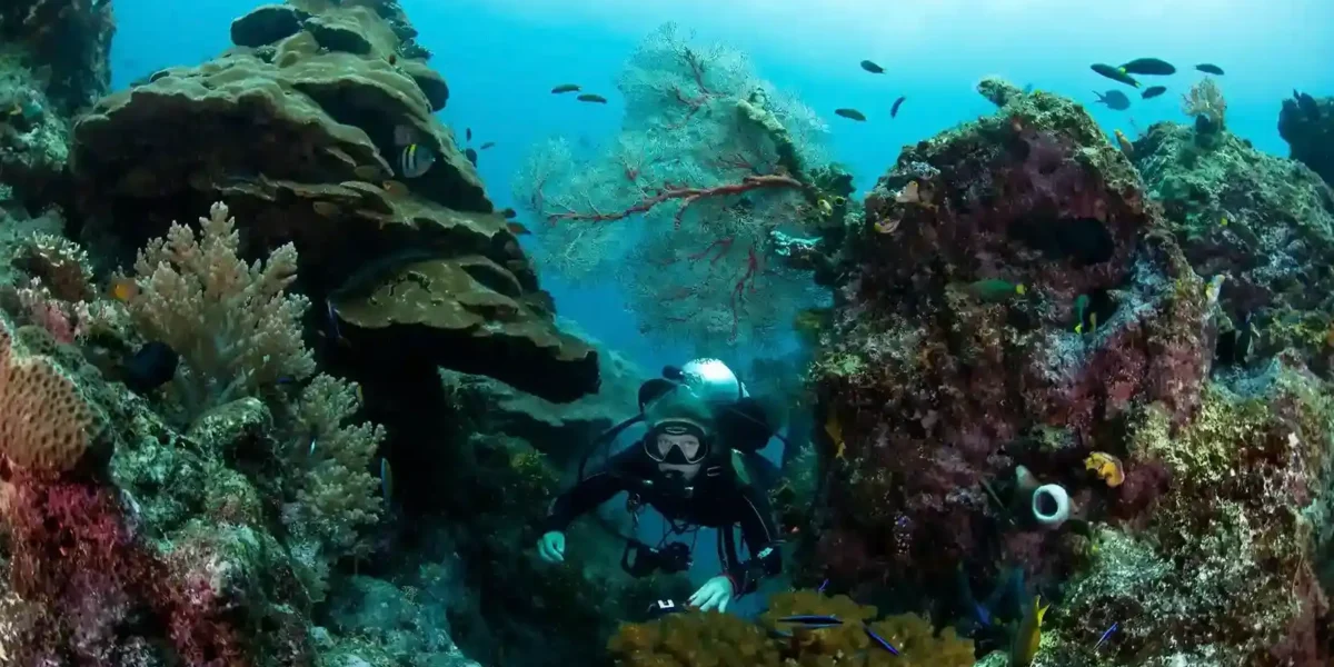 Tauchen Raja Ampat | Die besten Tauchplätze in Indonesien Komodo Luxury