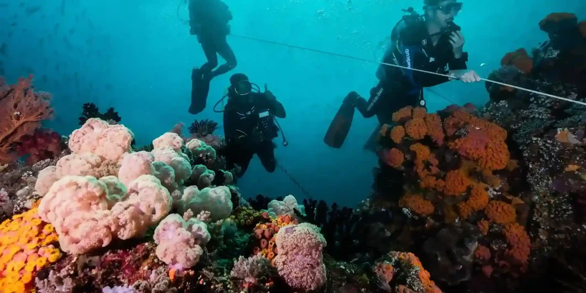 Diving in Komodo National Park with Komodo Luxury | Momment With KomodoLuxury