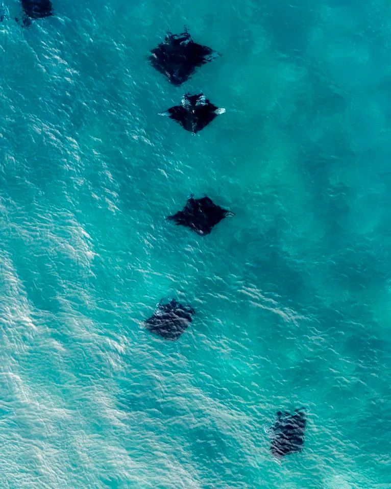 Manta Point